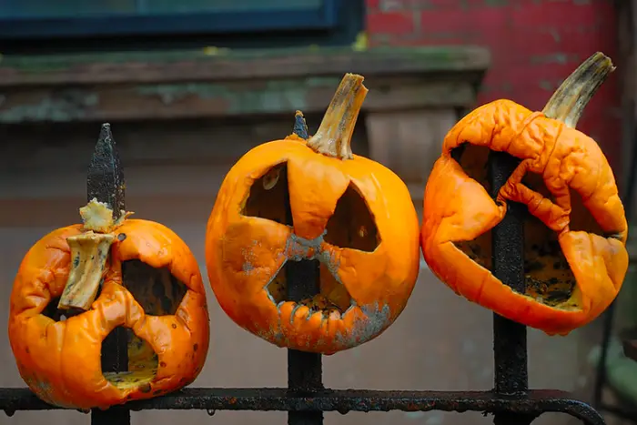 This is a photo of old Jack-o-Lanterns jammed on a fence.